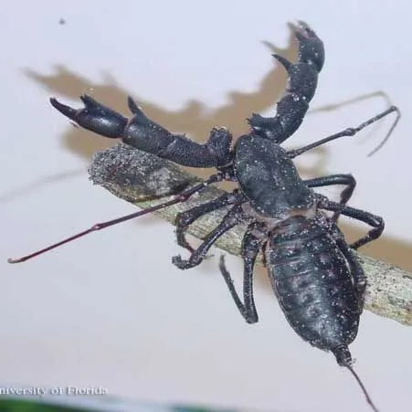 thumbnail for publication: Giant Whip Scorpion Mastigoproctus giganteus giganteus (Lucas, 1835) (Arachnida: Thelyphonida (=Uropygi): Thelyphonidae)